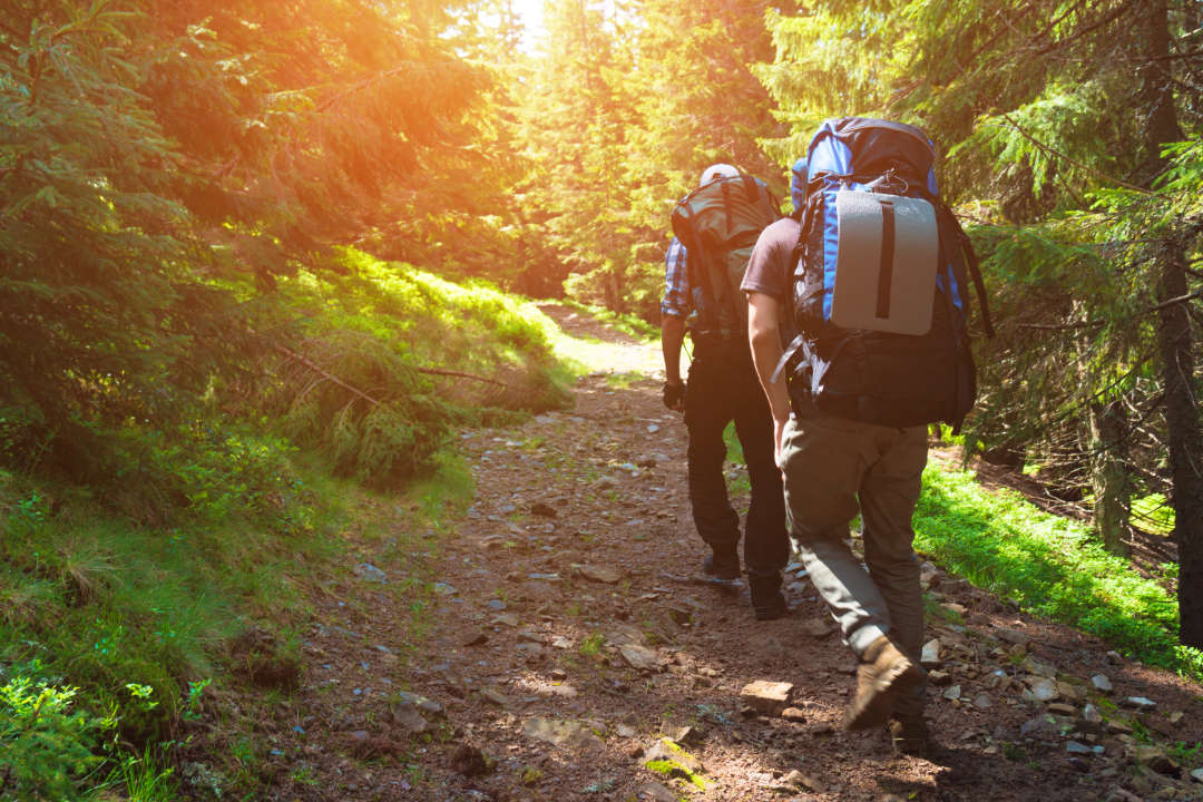 Wandern-im-Wald